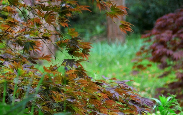 Bois des Moutiers (151) Mai 2012